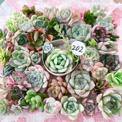 2025年最新】多肉植物エケベリアセットの人気アイテム - メルカリ