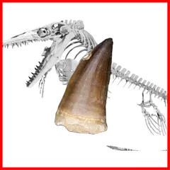 2024年最新】ティラノサウルス 歯 化石の人気アイテム - メルカリ