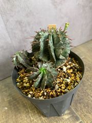 ユーフォルビア　ホリダ　ホリダ群生　鉢ごと