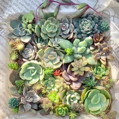 アモエナタクスパン・チワワエンシス入り❣️30種以上❣️おまけあり❣️多肉植物  カット苗 詰め合わせ  セット  多肉弁当  エケベリア  セダム  その他  寄せ植え  名前入り画像有り❣️