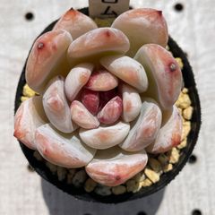 トロムソ　多肉植物　エケベリア　韓国苗