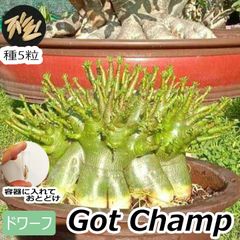 アデニウム gc ゴットチャンプ ドワーフ 種子 5粒 塊根植物 アラビカム オベスム オベサム
