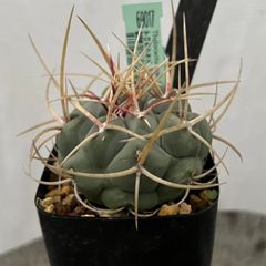 テロカクタス 強刺選抜 緋冠竜(69017)