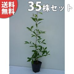 ブルーベリー苗オニール3.5号ポット42本セット - メルカリ
