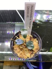 ブセファランドラ sp.  パープルグレイ　JB2020/10 Bucephalandra sp. Purple Gray