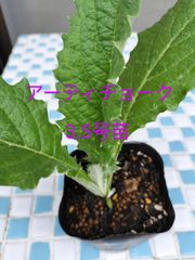 アーティチョーク　金子香草園　3.5号苗　10.5cm苗　宿根草　料理　ティー　ドライフラワー　ガーデニング　マリネ　ハーブ