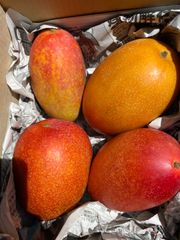 特大 訳あり 加工用 黒点あり 】 宮崎完熟マンゴー 6玉 3.7k