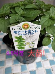 モヒートミント　大苗　4.5号苗　キューバミント　カクテル　料理　ドリンク