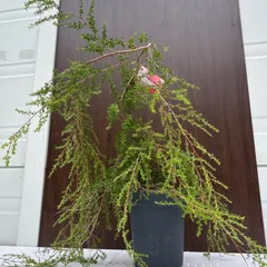 オージープランツ　希少品種　レプトスペルマム　バーチカルドロップ　特大 オージープランツ 希少品種 レプトスペルマム バーチカル