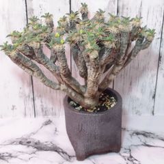 【発根済み】ユーフォルビア ギラウミニアナ Euphorbia guillauminiana