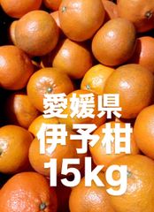 愛媛県産　伊予柑　いよかん　柑橘　15kg