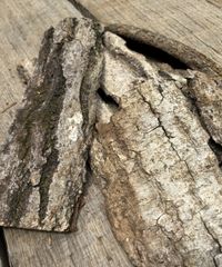 カブトムシ　クワガタ飼育