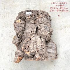 250616　 ポルトガル産 キャノンコルク コルク樹皮 　バージンコルク W261 ポルトガル産 キャノンコルク コルク樹皮 コルク板
