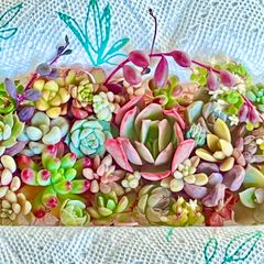 JUNA様専用 多肉植物 カット苗 チビ苗詰め合わせDX - メルカリ JUNA様専用 多肉植物 カット苗 チビ苗詰め合わせDX - メルカリ
