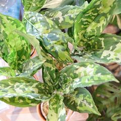 アグラオネマ ピクタム トリカラー ワイド 2.5号鉢 【1鉢販売】 観葉植物 鉢植え お洒落 可愛い インテリア 大人 かっこいい 迷彩 カモフラージュ 人気 室内 苗 初心者 希少