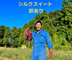 シルクスイート 令和6年産 5Kg箱 有機肥料のみ 千葉県産 訳ありS~3Lサイズ　デカい！お得