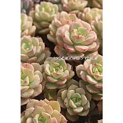 ニクサーナ エケベリア 2寸ポット 弁慶草科 多肉植物 苗