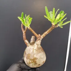 メルカリ便　グラキリス　ベアルート　状態良好 2025年最新】パキポディウム グラキリス ベアルートの人気