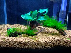 367．流木付き水草セット アヌビアスナナプチ アヌビアスナナ 南米ウィローモス