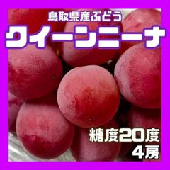 【クール便】クインニーナ 糖度20度 4房 ぶどう 葡萄 ブドウ 送料無料 クイーンニーナ