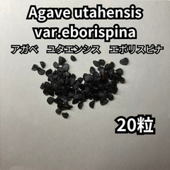 【種】20粒　Agave utahensis var.eborispina　アガベ　ユタエンシス　エボリスピナ