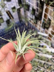 【ネコポス】チランジア イオナンタ 'トールベルベット' Tillandsia ionantha 'Tall Velvet' キンクマ農園☆T0139