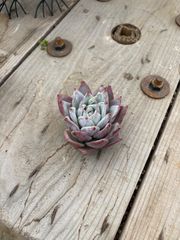 ブラックサバス エケベリア トロピカルガーデン 多肉植物