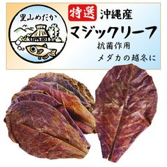 沖縄県やんばる産マジックリーフ 60g 20〜25枚入 UV殺菌灯照射済み⑥
