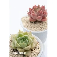 ツルギダ エケベリア 2寸ポット 弁慶草科 多肉植物 苗