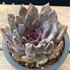 2025年最新】ザラゴーサの人気アイテム - メルカリ