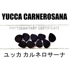 10月入荷 50粒+ ユッカ カルネロサーナ 種 種子 証明書ありのサムネイル