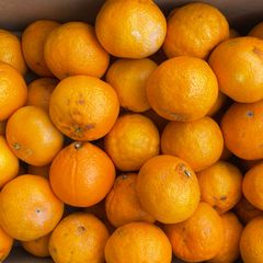 ［訳あり］不知火 箱込約10kg以上 BC品 熊本県産 デコポンと同品種 大きい小さい混合また偏る場合あり 家庭用 贈答用不可 フルーツマイスター