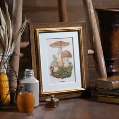 ヴィンテージフレーム「Perlpliz」希少なヴィンテージ図鑑の切り離しと古い額縁のセット (アンティーク雑貨 蚤の市 ウォールデコ きのこ レトロ アートフレーム 額縁 絵 ポスター  インテリア雑貨 博物画 古道具 ボタニカルアート 植物画 ブロカント)