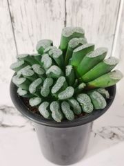 【 群生 】ハオルチア　玉扇　トゥルンカータ　Haworthia truncata