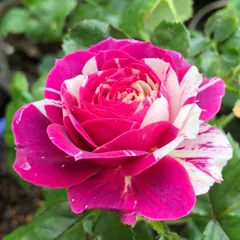 2025年最新】薔薇 苗 強香の人気アイテム - メルカリ