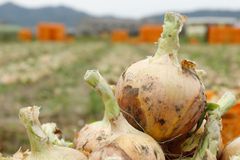 《予約販売・6月下旬 》納豆菌栽培 淡路島産玉ねぎ 3kg【兵庫県淡路島産】