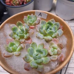 ☆スモールピーチ　A　カット　６苗セット♪多肉植物