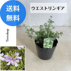 ウエストリンギア【送料無料】13.5cmポット苗 高さ0.1ｍ 幅0.1ｍ 寄せ植え リース ハーブ苗 洋風ガーデン 庭木 ウェストリンギア 常緑低木 洋風