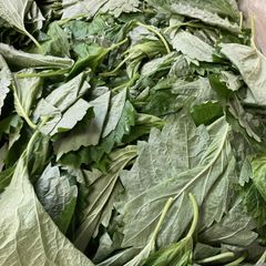 豊橋産　加工用青しそ　約3ｋｇ（業務用）