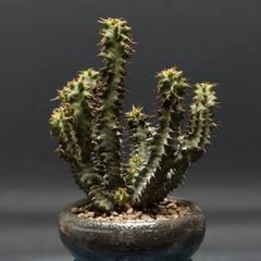 特大 竜骨城 モンソニア ヘレー（旧 サルコカウロン） ペニクリナム
