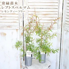 大型鉢植え　レプトスペルマム　シルバーティーツリー　デザインテラコッタ鉢植え　苗