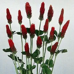 ☆クリムゾンクローバー　２株