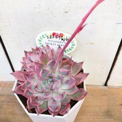 多肉植物エケベリア　エストレラｈｙｂ