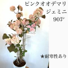 オオデマリ　ジェミニ　苗・苗木　① 90㌢大苗　★らくらくメルカリ便　★耐寒性あり★強健な花木　★鉢植え・庭植えOK!