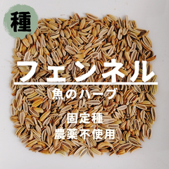 【種】フェンネル　農薬不使用　50粒