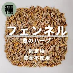 【種】フェンネル　農薬不使用　50粒のサムネイル