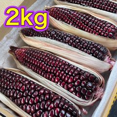 沖縄県産 紫もちとうもろこし2kg