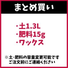 （まとめ買い/送料がお得） 土2.5×1, 肥料15g, ワックス アンスリウム アンシカル アンスリューム