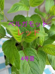 ベルガモットレッド　4号苗　金子香草園　多年草　ガーデニング　ティー　ポプリ