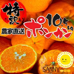 みかん 傷シミ多めの為特価 特に訳あり 愛媛県産 ポンカン ぽんかん 箱込10.5kg（10kg+保証分500g）（外皮の傷・シミ多め）（14日以内に発送）